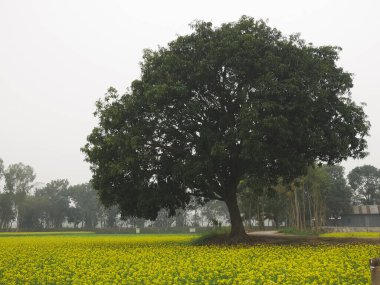 Ağacı ve geniş arazisi olan güzel bir manzara.