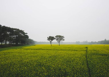 Sarı çimen ve mavi gökyüzü