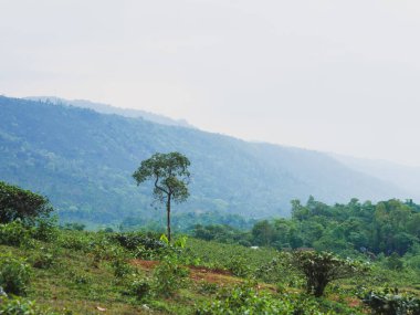 Bangladeş dağlarında bir ağacı olan güzel bir manzara.
