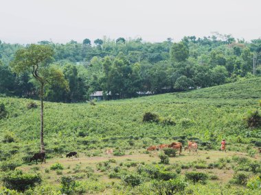 bir tarlanın manzarası