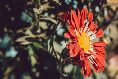 Bahçedeki güzel kırmızı çiçek