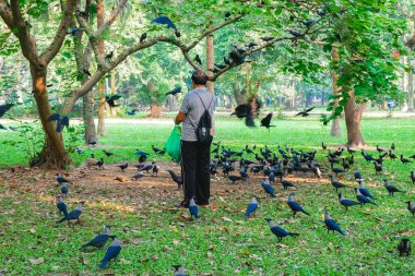 Güvercinler yerdeki güvercinleri besliyor.