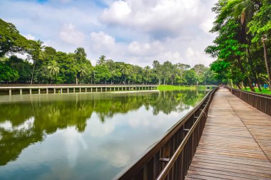 Güzel tropikal bir manzara. Parktaki palmiye ağacı