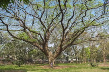 Büyük ağaçları olan güzel bir park manzarası..
