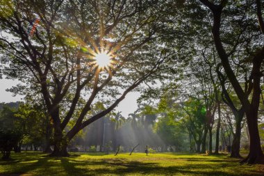 Kışın parkın güzel manzarası güneş ışınları ve insanlar sabah yeşil doğada yürüyor ve egzersiz yapıyorlar.. 