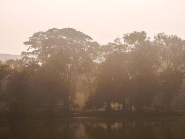 Parktaki ormanda sabah sisi