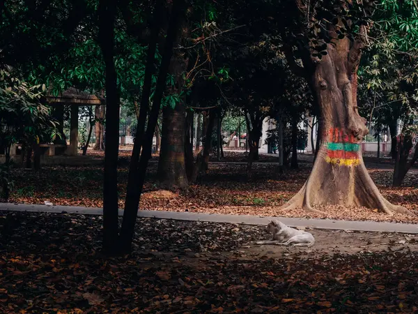 Parkın güzel manzarası