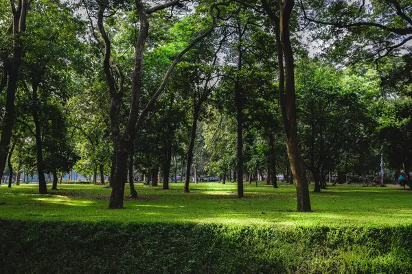 Ağaçlı ve yeşil yapraklı park