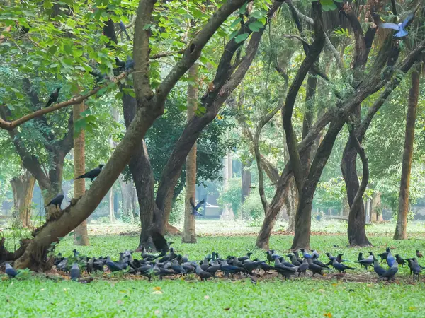 stock image pigeons in the park