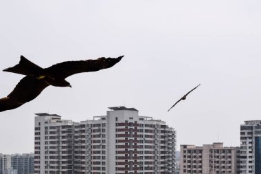 Şehirde gökyüzünde uçan martılar.