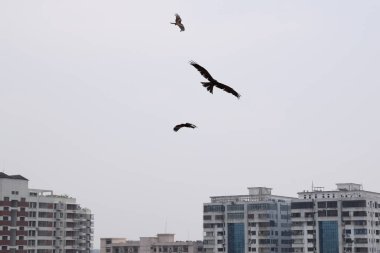 Martı gökyüzünde uçuyor.