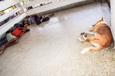 Köpek şehirde uyuyor.