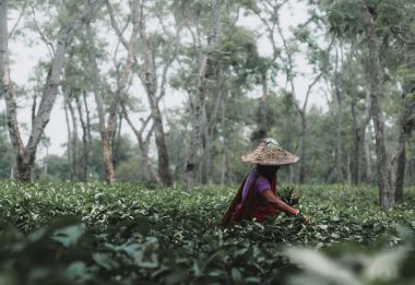 Yeşil çay hasat eden Asyalı kadın.