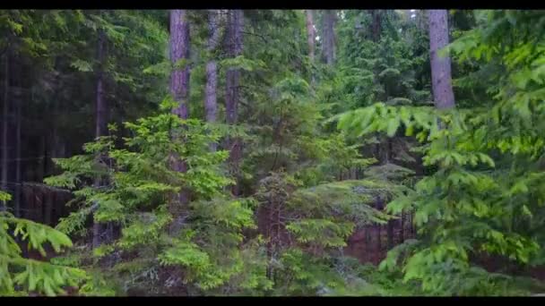 Ліс Високими Соснами Захоплений Безпілотника Вертикальним Зльотом — стокове відео