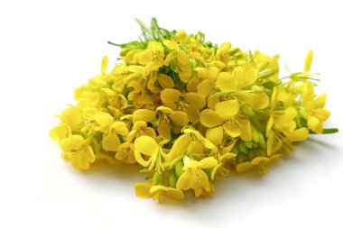 Beyaz arkaplanda izole edilmiş hardal çiçeği