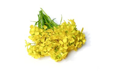 Beyaz arkaplanda izole edilmiş hardal çiçeği