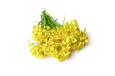 Beyaz arkaplanda izole edilmiş hardal çiçeği