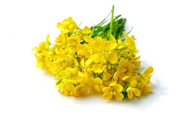 Beyaz arkaplanda izole edilmiş hardal çiçeği