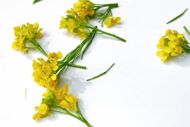 Beyaz arkaplanda izole edilmiş hardal çiçeği