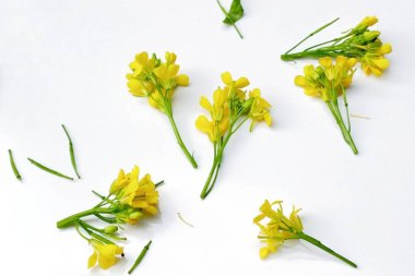 Beyaz arkaplanda izole edilmiş hardal çiçeği