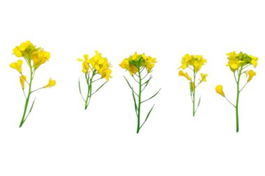 Beyaz arkaplanda izole edilmiş hardal çiçeği