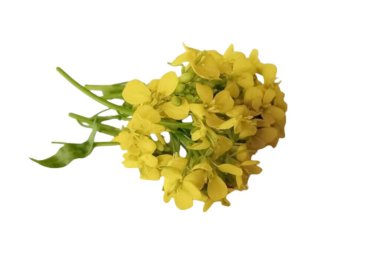 Beyaz arkaplanda izole edilmiş hardal çiçeği