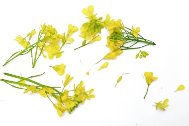 Beyaz arkaplanda izole edilmiş hardal çiçeği