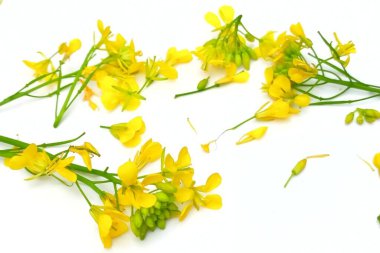 Beyaz arkaplanda izole edilmiş hardal çiçeği