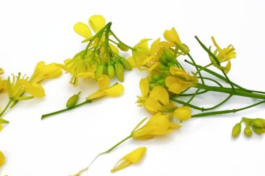 Beyaz arkaplanda izole edilmiş hardal çiçeği