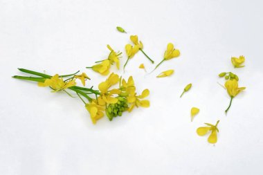 Beyaz arkaplanda izole edilmiş hardal çiçeği