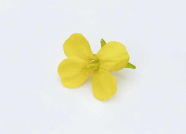 Beyaz arkaplanda izole edilmiş hardal çiçeği