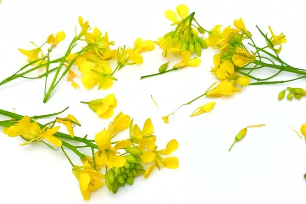 Beyaz arkaplanda izole edilmiş hardal çiçeği