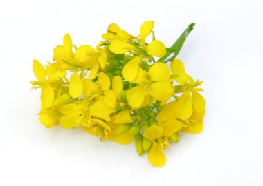 Beyaz arkaplanda izole edilmiş hardal çiçeği