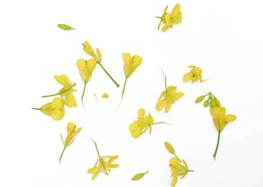 Beyaz arkaplanda izole edilmiş hardal çiçeği