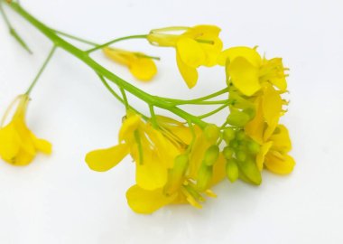 Beyaz arkaplanda izole edilmiş hardal çiçeği