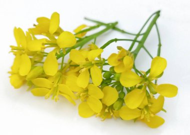 Beyaz arkaplanda izole edilmiş hardal çiçeği