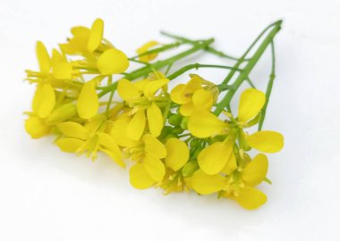 Beyaz arkaplanda izole edilmiş hardal çiçeği