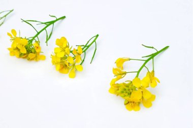 Beyaz arkaplanda izole edilmiş hardal çiçeği