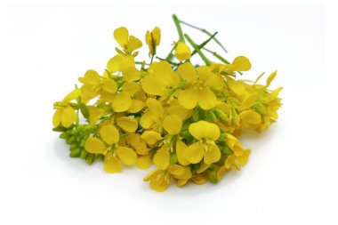 Beyaz arkaplanda izole edilmiş hardal çiçeği