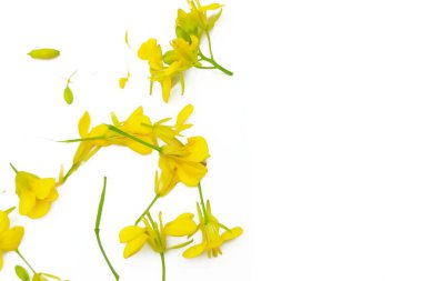 Beyaz arkaplanda izole edilmiş hardal çiçeği