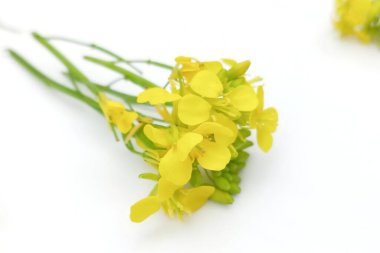 Beyaz arkaplanda izole edilmiş hardal çiçeği