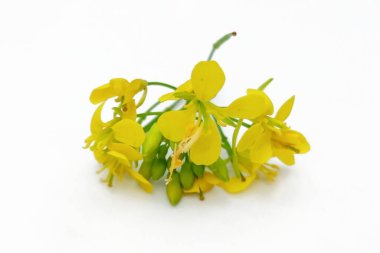 Beyaz arkaplanda izole edilmiş hardal çiçeği