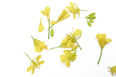 Beyaz arkaplanda izole edilmiş hardal çiçeği