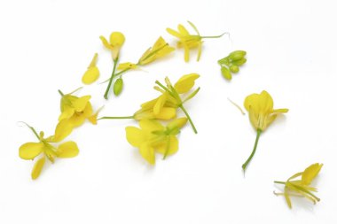 Beyaz arkaplanda izole edilmiş hardal çiçeği