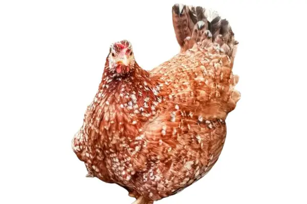 Kahverengi bir tavuk beyaz arka planda tek başına yatar.