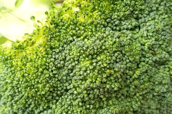 Beyaz arkaplanda izole edilmiş taze brokoli