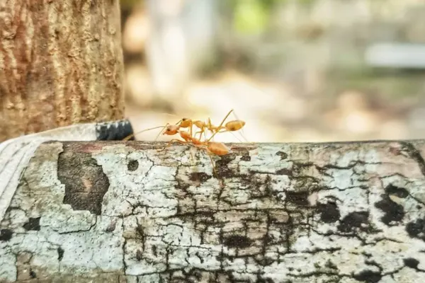 Okophila smargadina veya Asyalı dokumacı güzel karınca