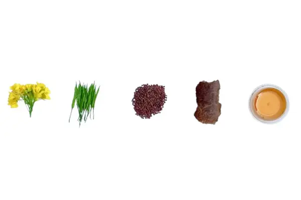 Hardal çiçeği tohumu, kara hardal tohumu, hardal yağı, beyaz arka planda izole edilmiş.