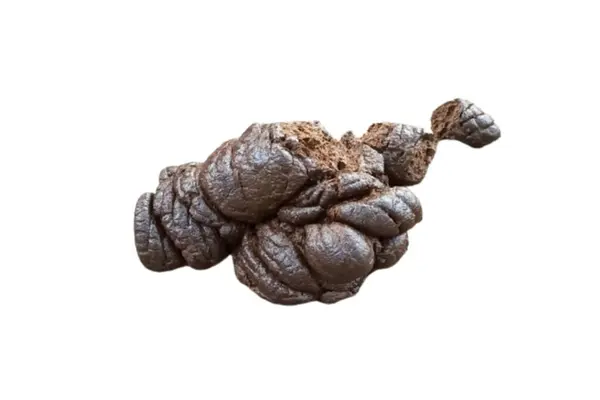 Taze inek gübresi beyaz arkaplanda izole edildi