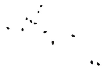 Siyah kimyon tohumları beyaz arkaplanda izole edilmiş